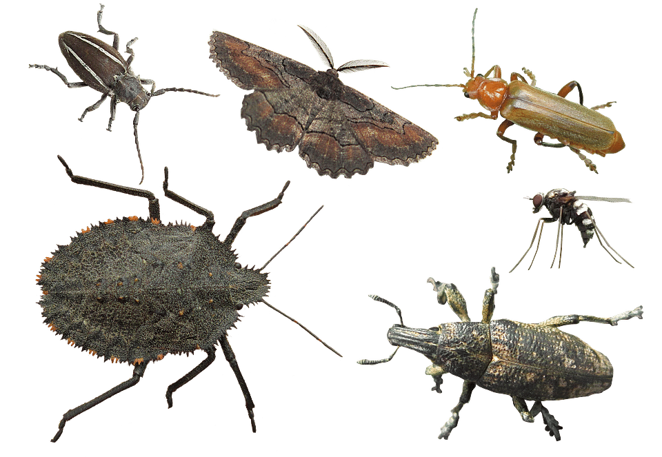 Insects. Photo: Pixabay