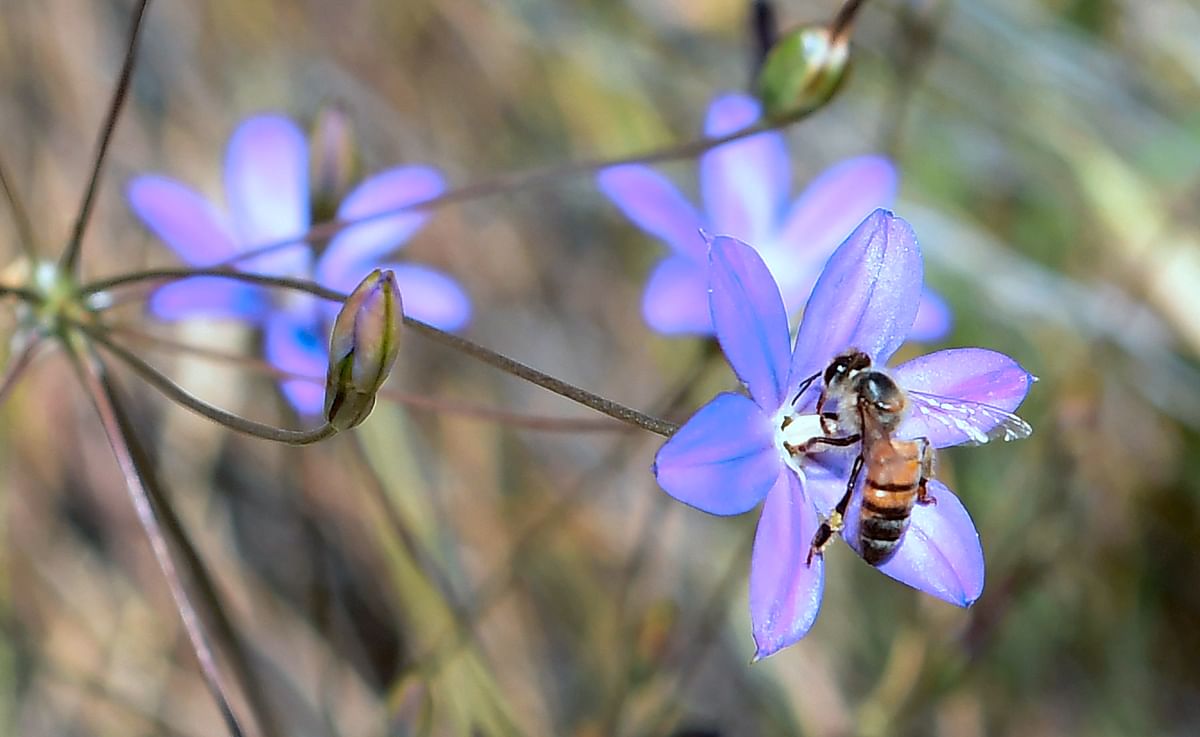 In this file photo taken on 12 May 2017 a honey bee pollinates the endangered Brodiaea plant in the hills above Glendora, California on 12 May 2017. Photo: AFP