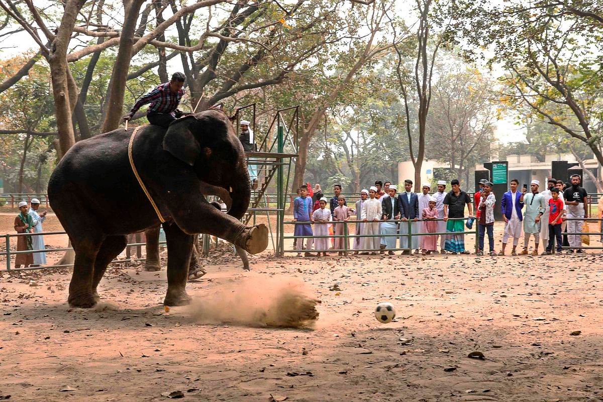 In this photograph taken on 24 February 2020 a mahout rides an elephant during a soccer game at Dhaka Zoo, in Dhaka. Photo: AFP