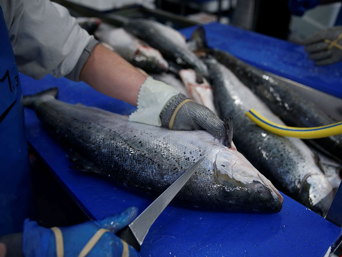 Salmon in a fish processing plant. Photo: Reuters