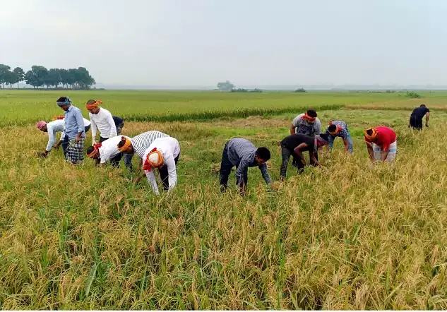 Ensure Sufficient Supply Of Rice | Prothom Alo