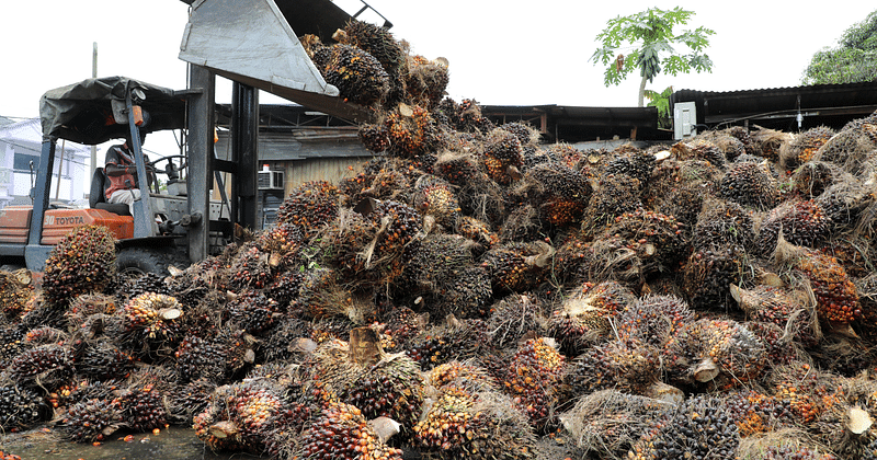 malaysian-palm-oil-giant-hit-with-us-ban-over-worker-abuses