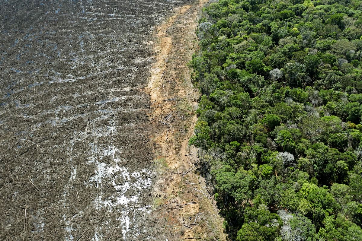 rainforest: Football-pitch-sized area cleared every minute - BBC  Newsround