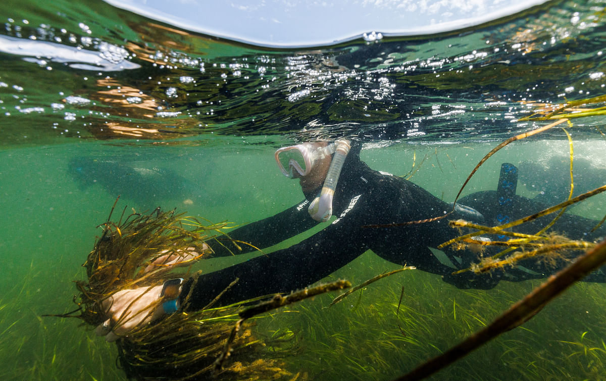 Planting hope - How seagrass can tackle climate change
