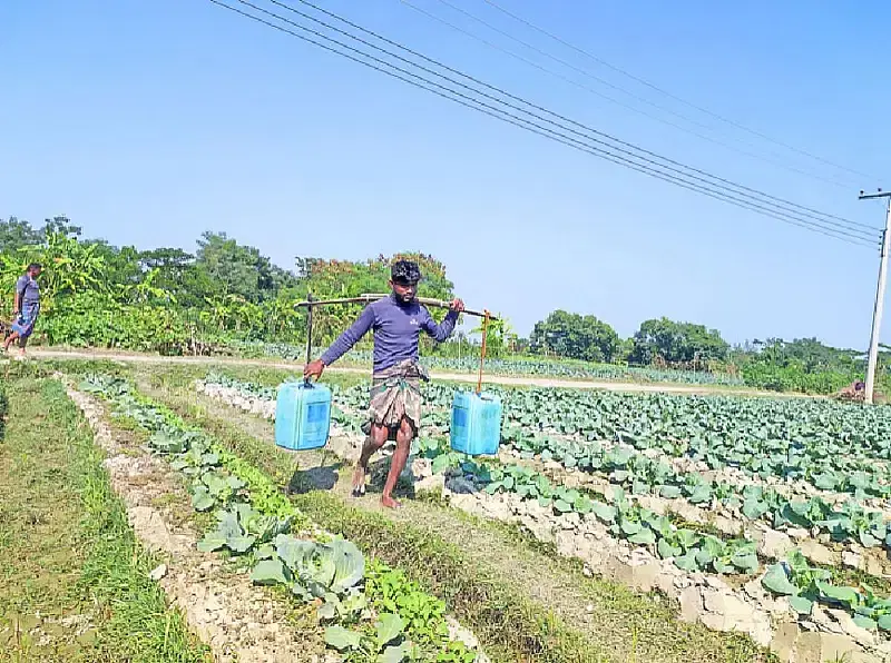 As salinity rises, farmers carry water from afar to irrigate their croplands in Sandwip