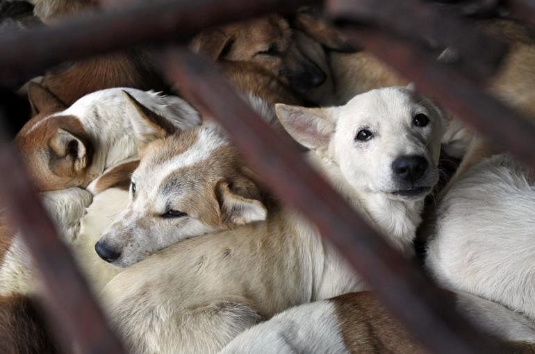 Vietnamese Kill 5 Million Dogs For Food Annually 