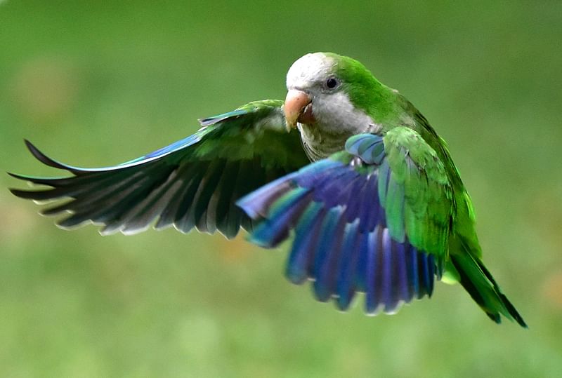 Quaker parrots as pets 2025